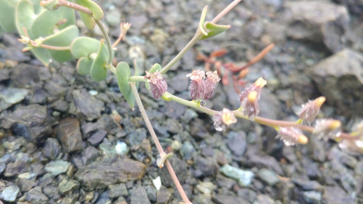 Streptanthus brachiatus ssp. hoffmanii