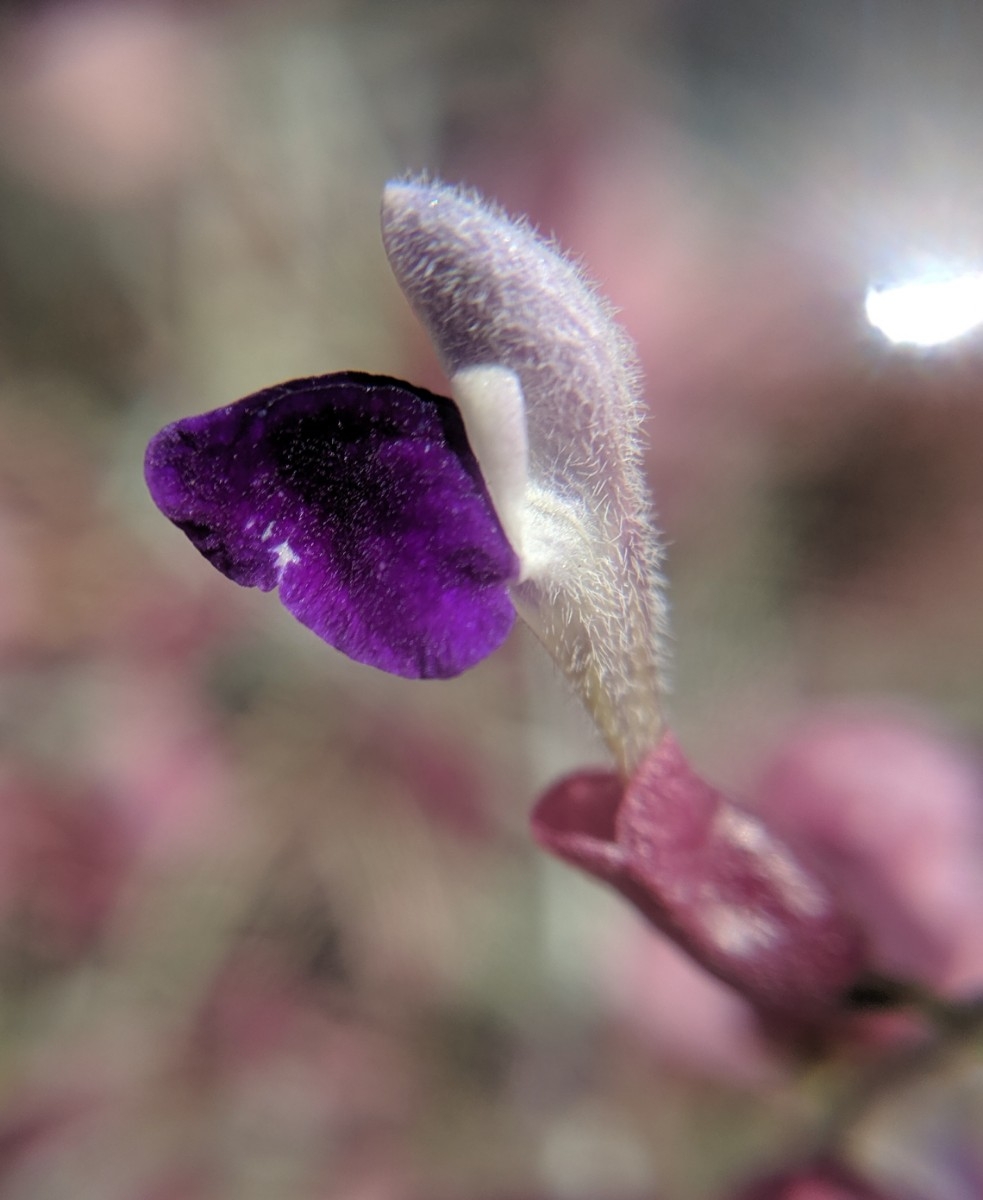 Scutellaria mexicana
