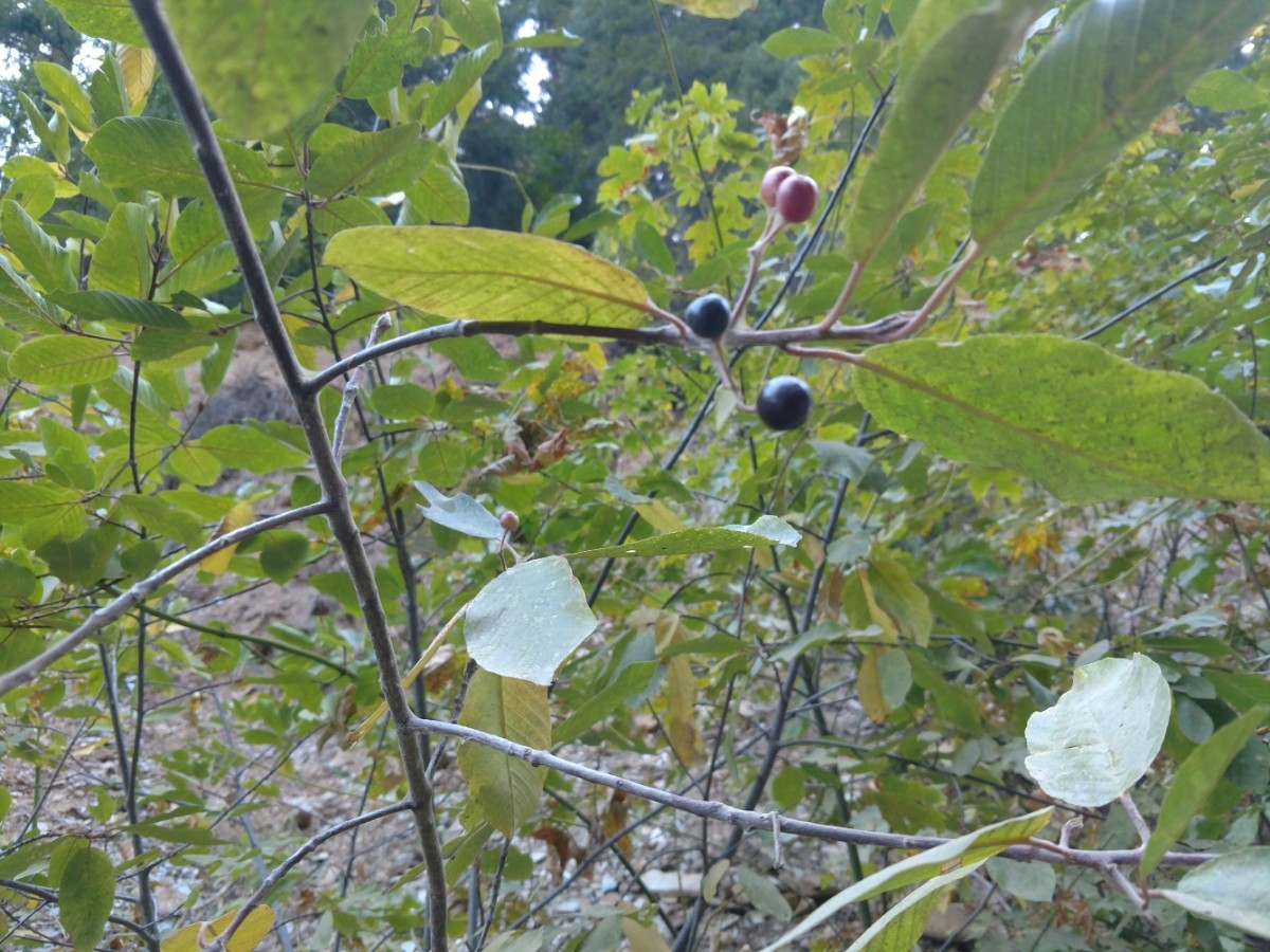 Frangula purshiana ssp. annonifolia