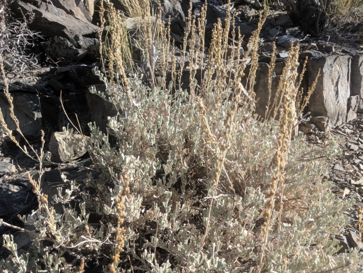 Artemisia tridentata ssp. vaseyana