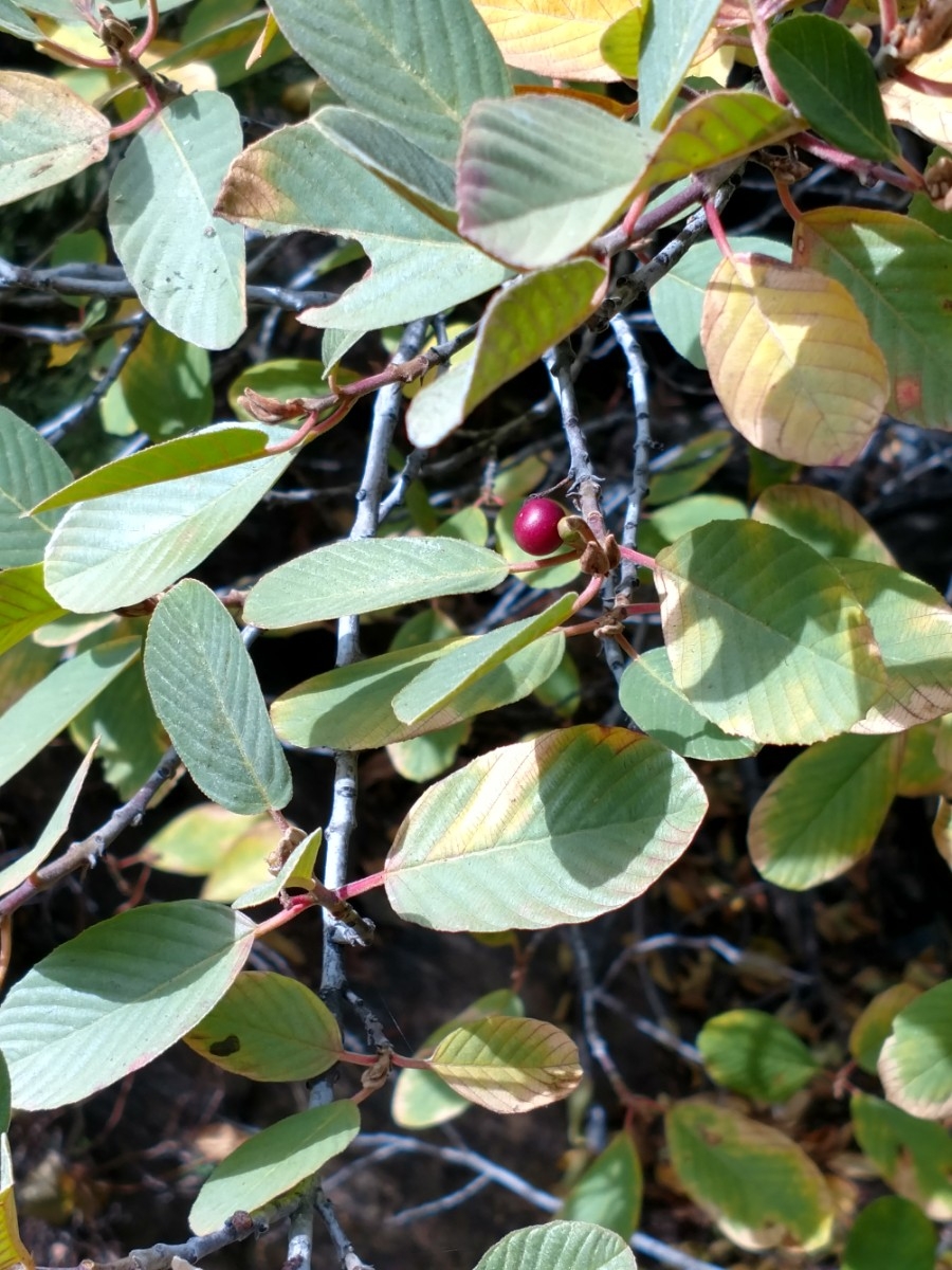 Frangula purshiana ssp. ultramafica