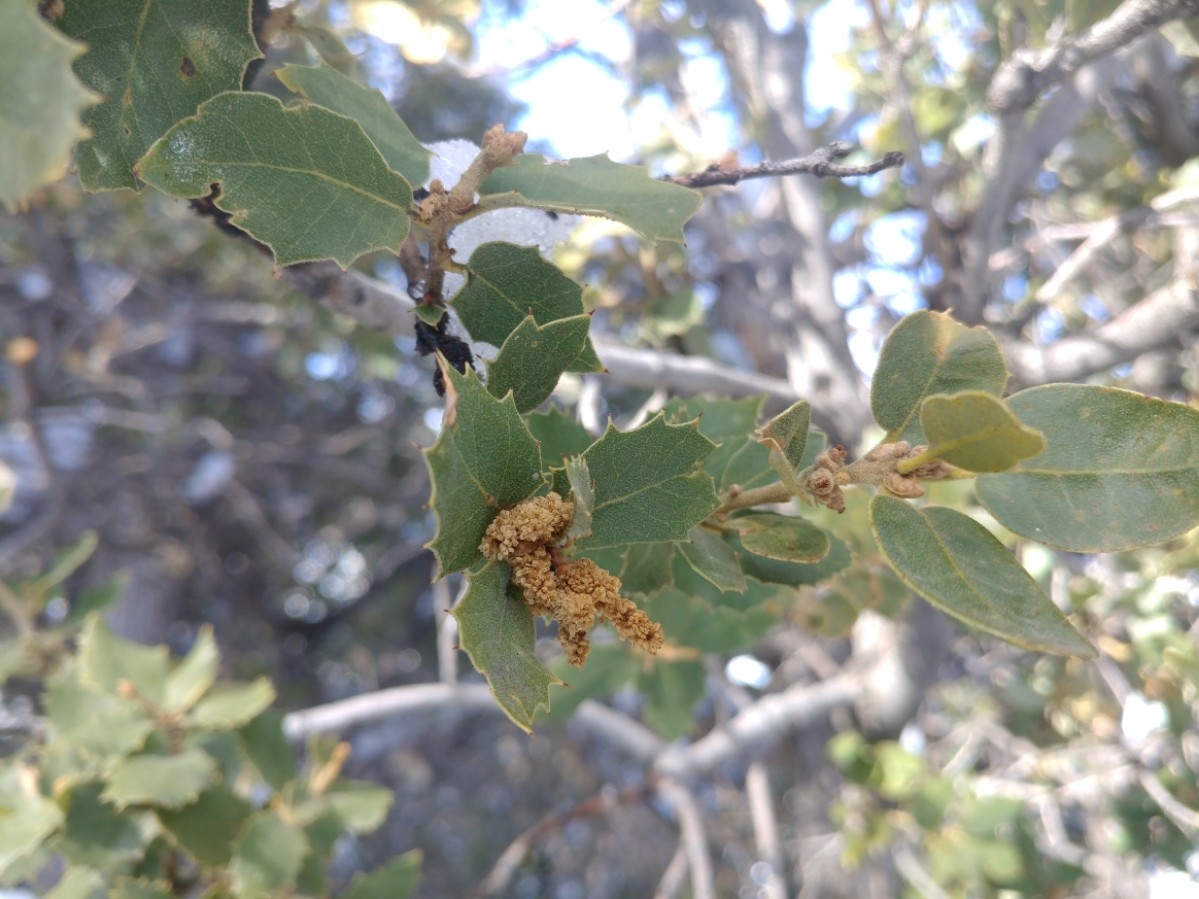 Quercus cornelius-mulleri