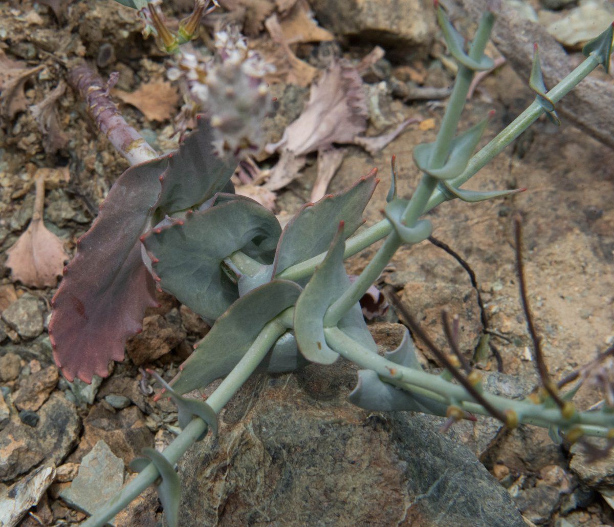 Streptanthus brachiatus ssp. hoffmanii