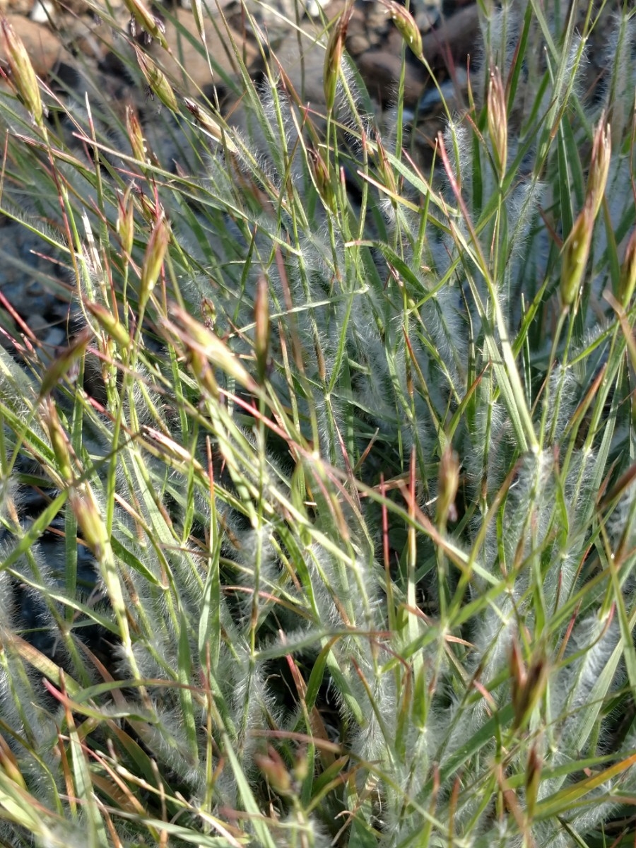 Danthonia unispicata
