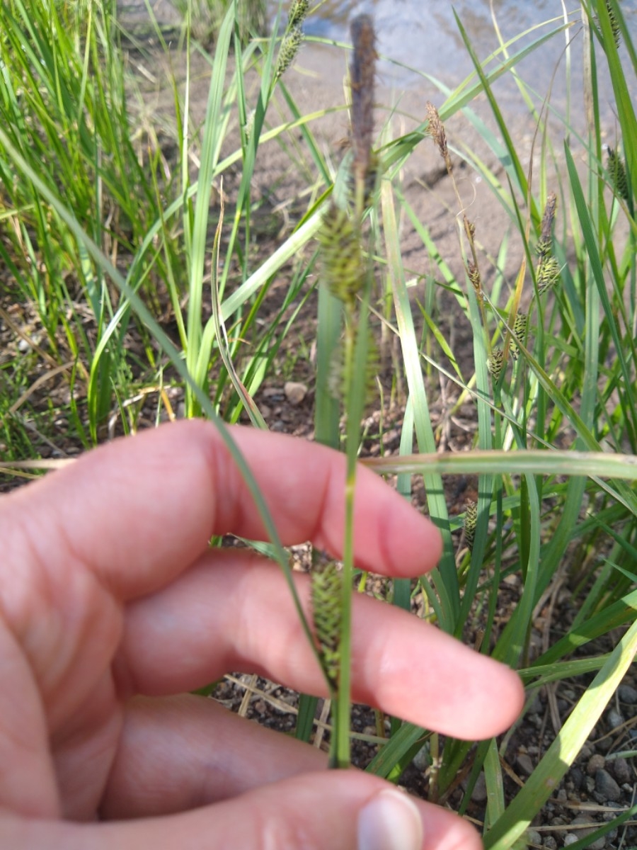 Carex aquatilis var. aquatilis