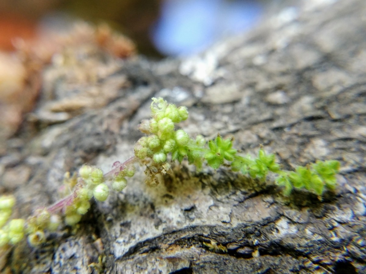 Urtica dioica ssp. holosericea