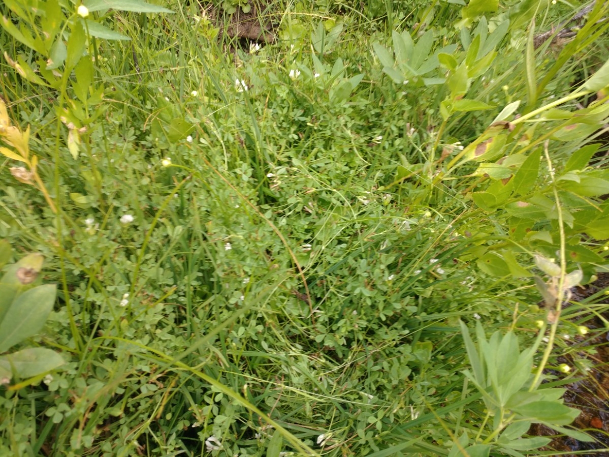 Trifolium monanthum ssp. monanthum