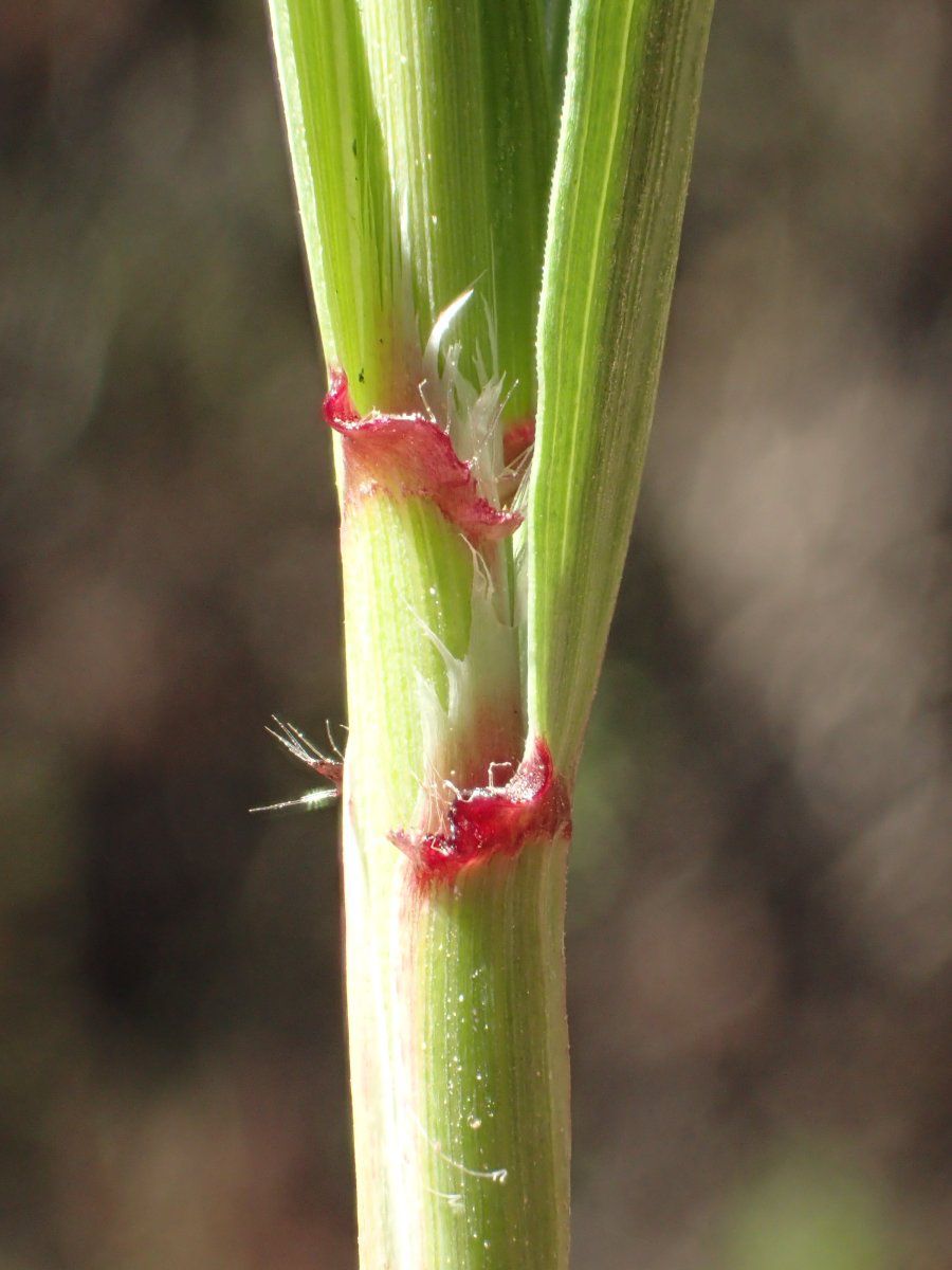 Ehrharta calycina