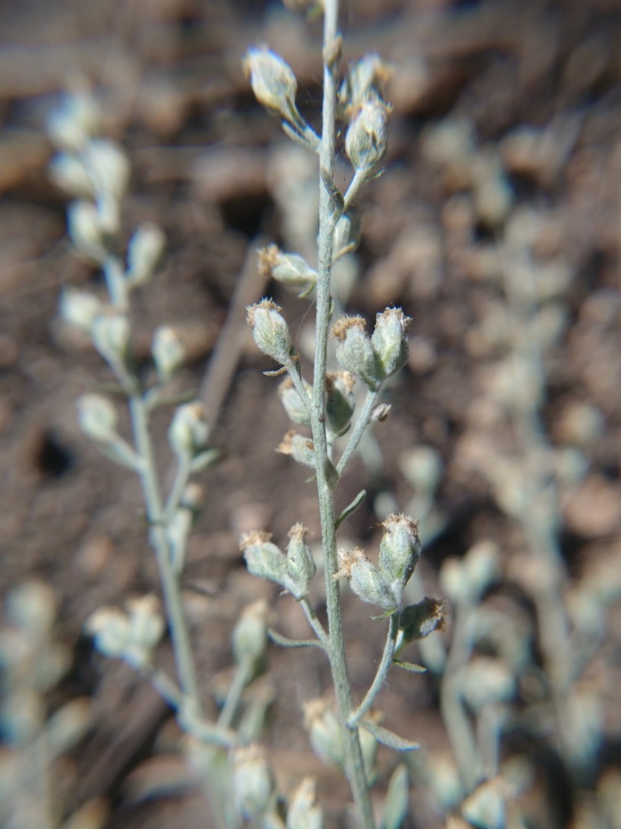 Artemisia ludoviciana ssp. incompta