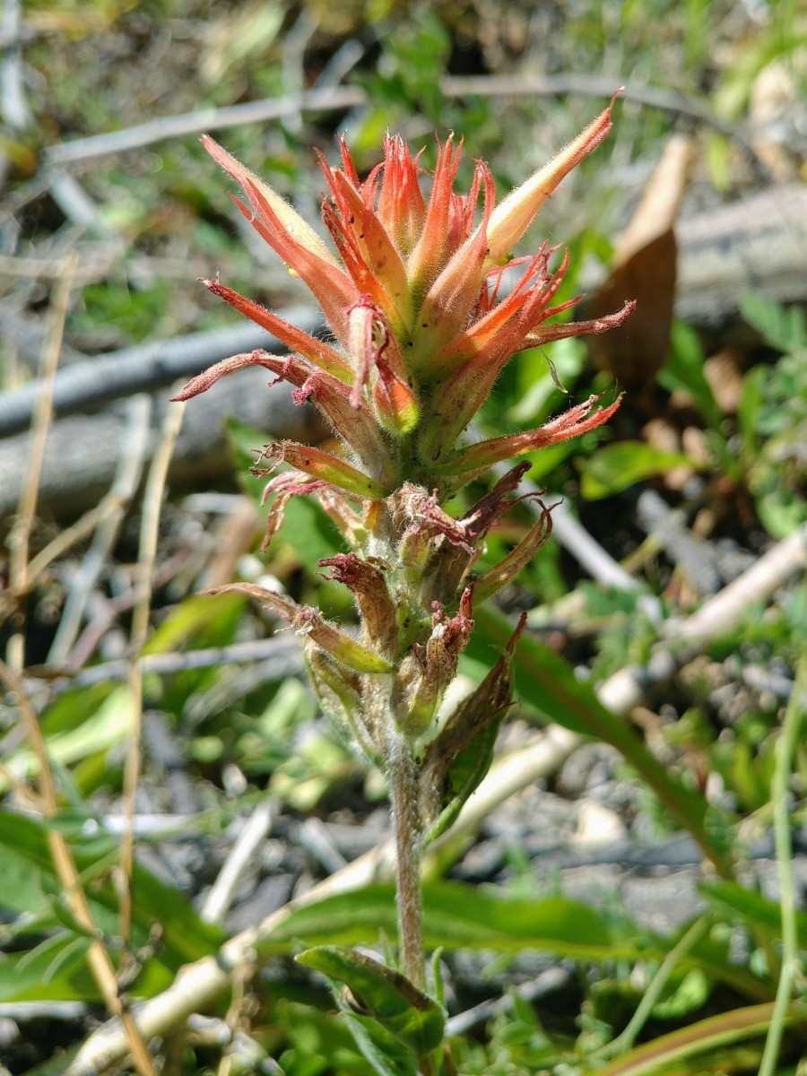 Castilleja miniata ssp. miniata