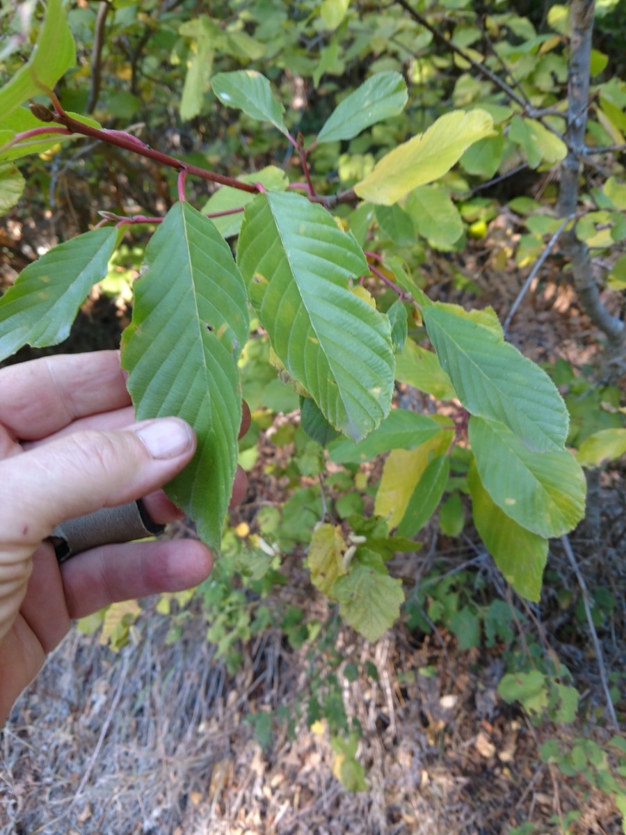 Frangula purshiana ssp. annonifolia