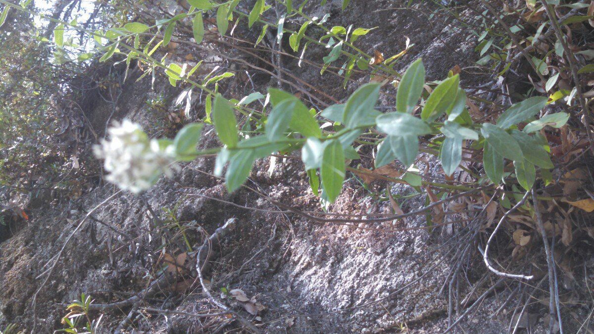Sericocarpus oregonensis ssp. oregonensis