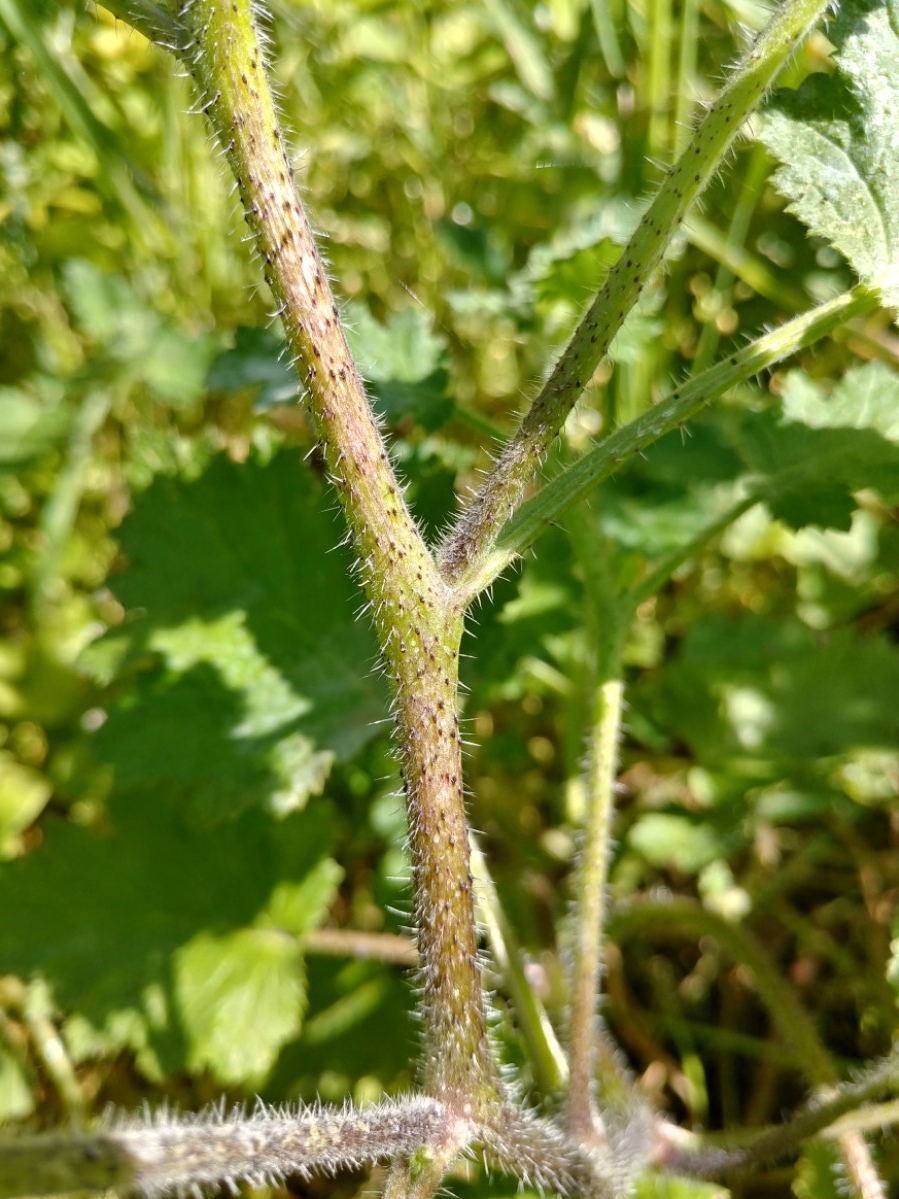 Phacelia malvifolia var. malvifolia