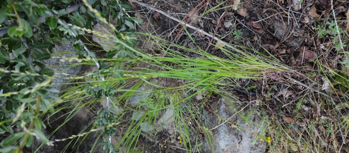 Melica californica var. nevadensis