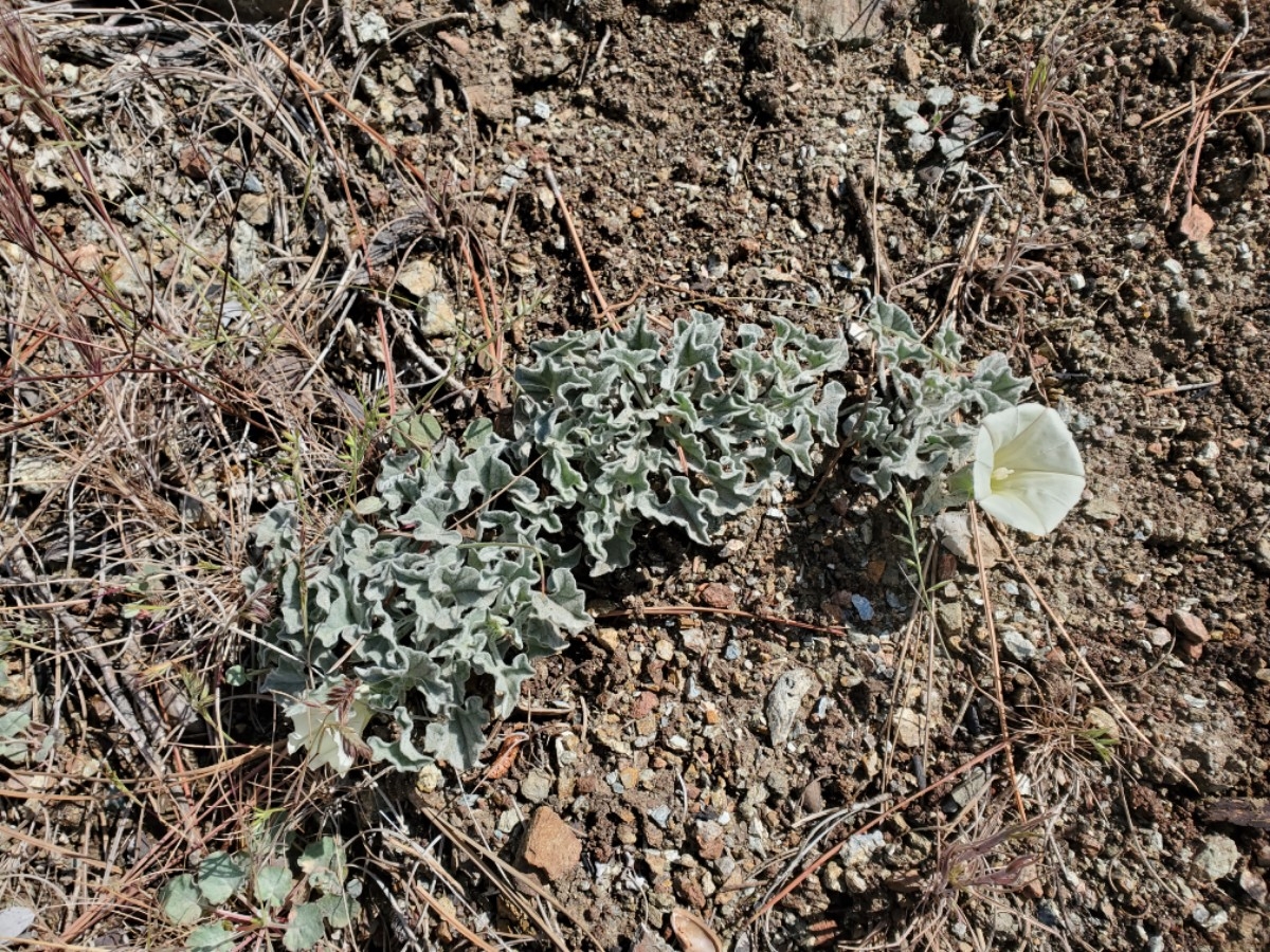 Calystegia collina ssp. oxyphylla