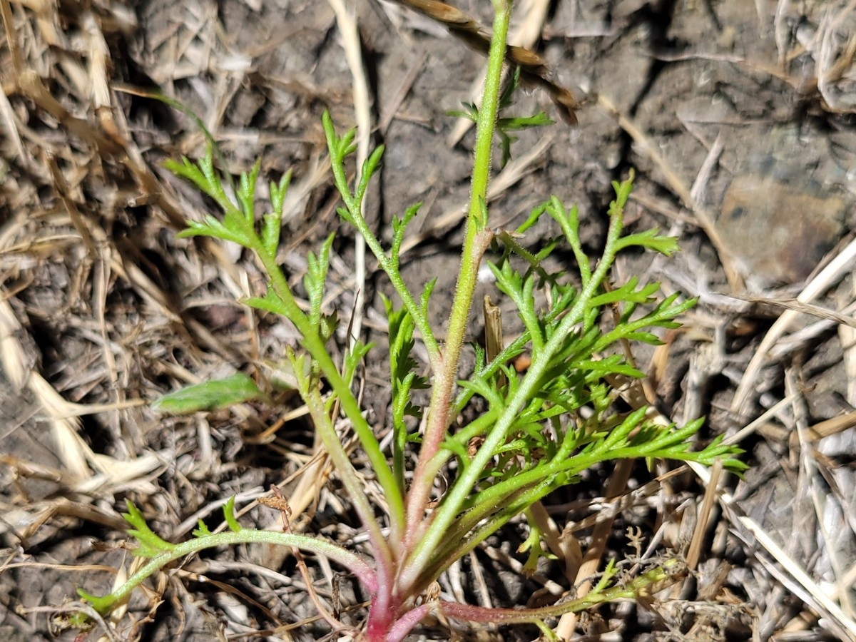 Gilia capitata ssp. tomentosa