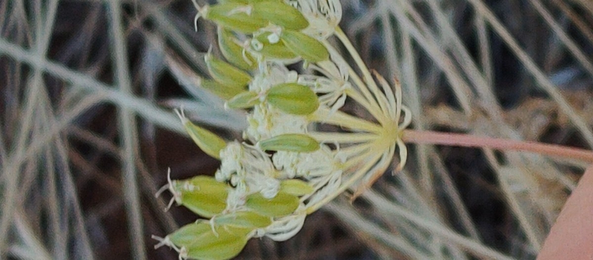 Perideridia bolanderi ssp. involucrata