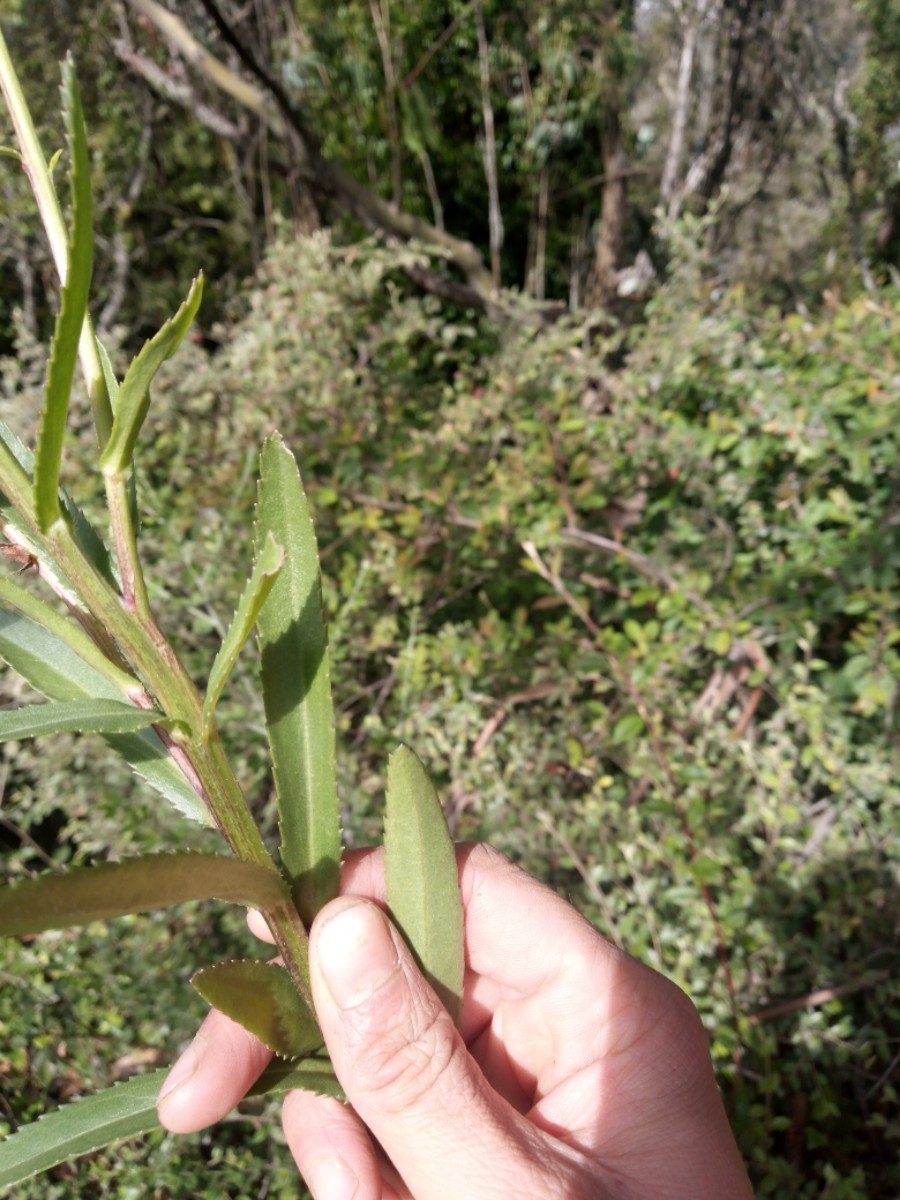 Leucanthemum maximum