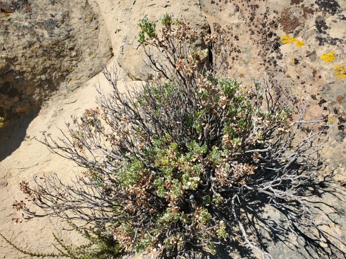 Ericameria cuneata var. spathulata