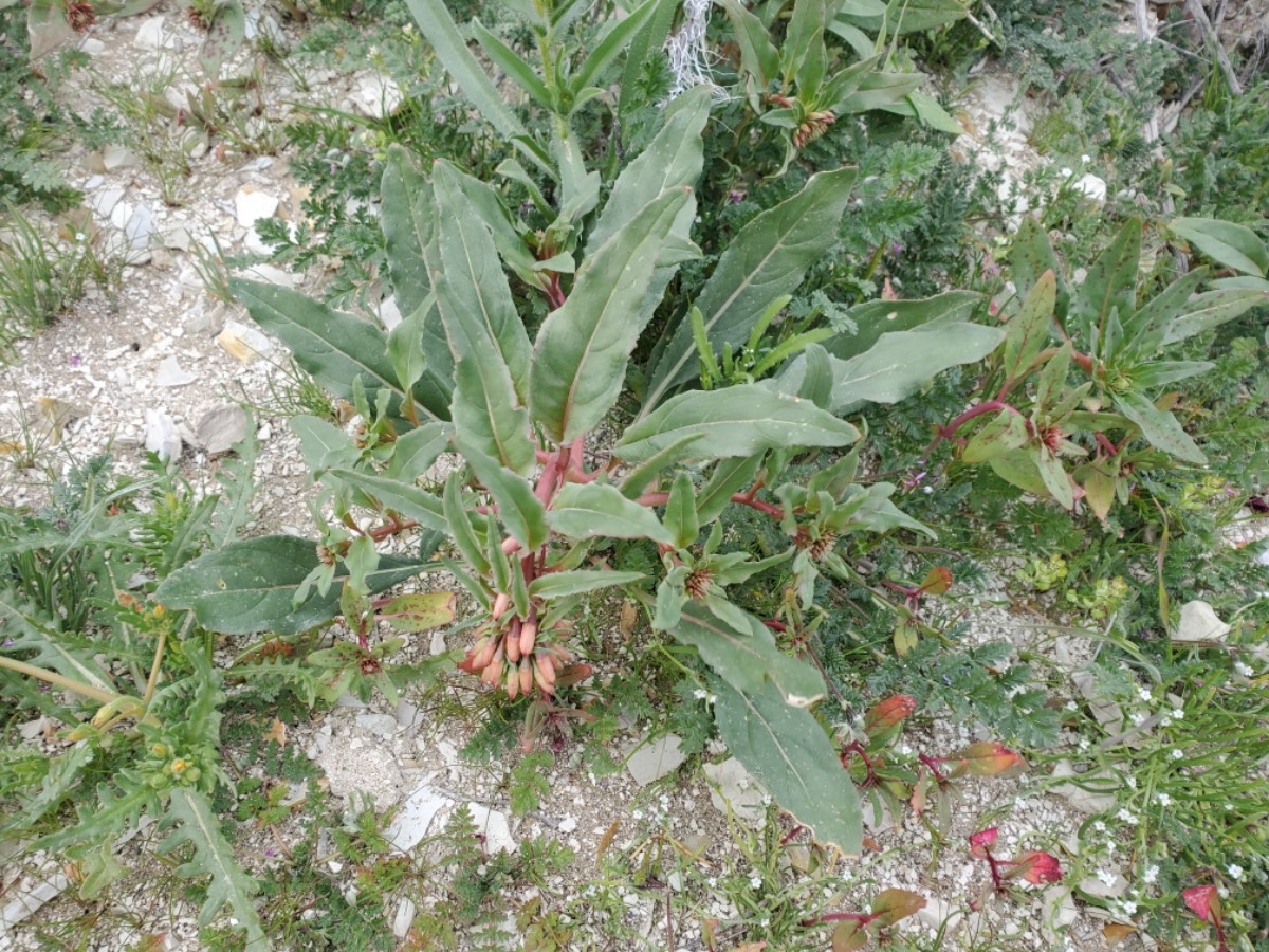 Eremothera boothii ssp. decorticans