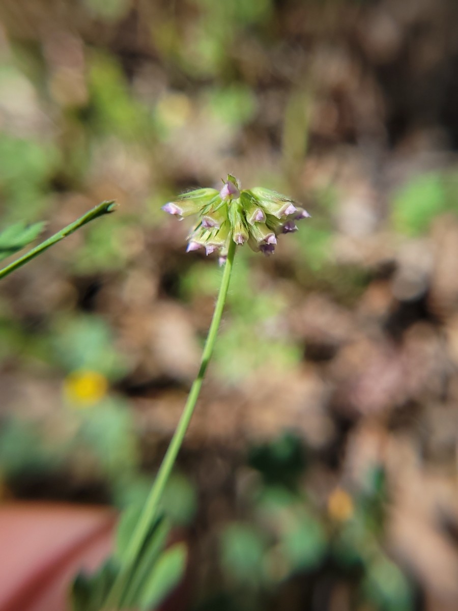 Trifolium bifidum var. bifidum