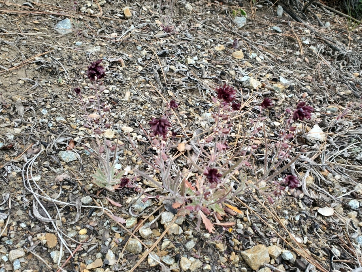 Streptanthus insignis ssp. insignis