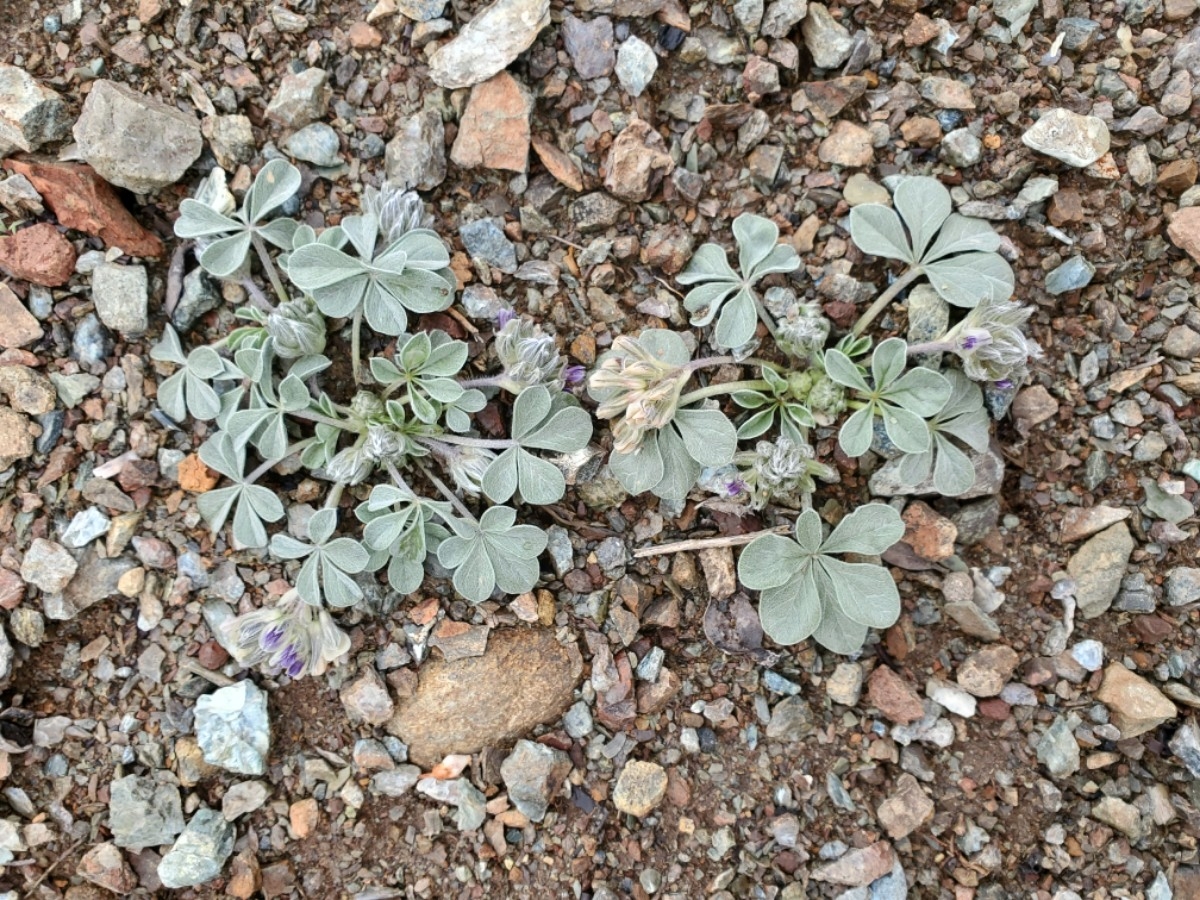 Pediomelum californicum
