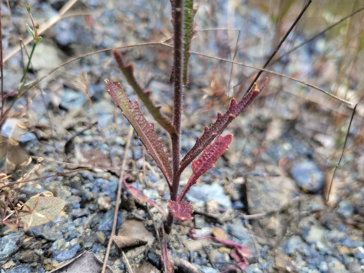 Streptanthus albidus