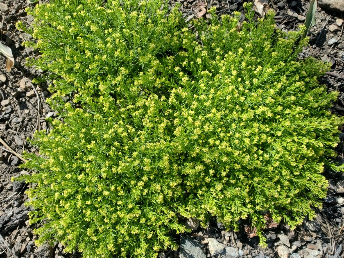 Galium ambiguum ssp. ambiguum