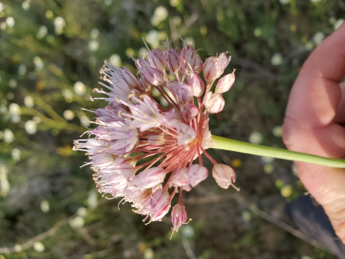Allium howellii var. sanbenitense