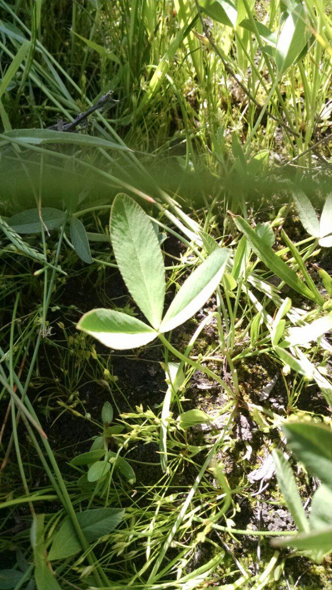 Trifolium beckwithii