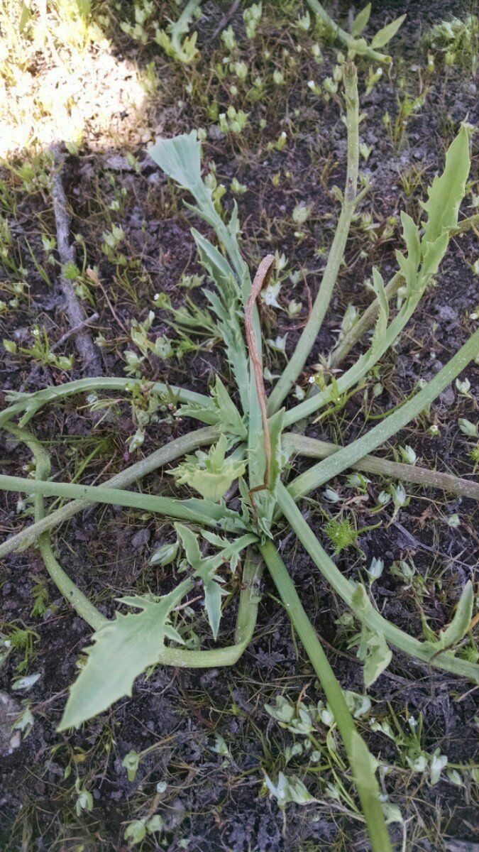 Eryngium alismifolium