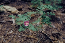 Rosa spithamea var. sonomensis