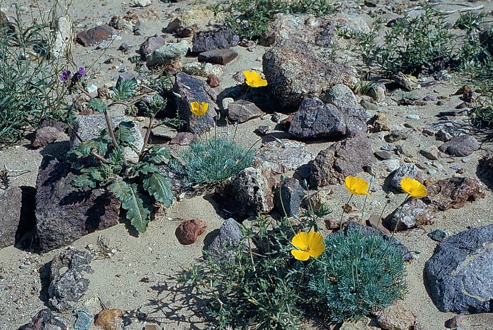 Eschscholzia glyptosperma