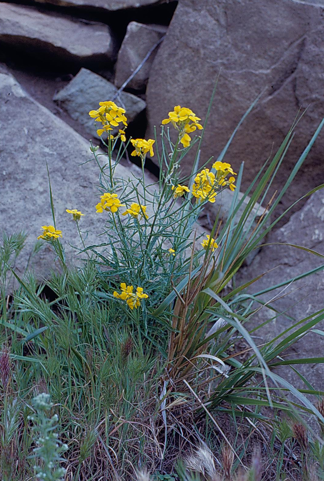 Erysimum suffrutescens