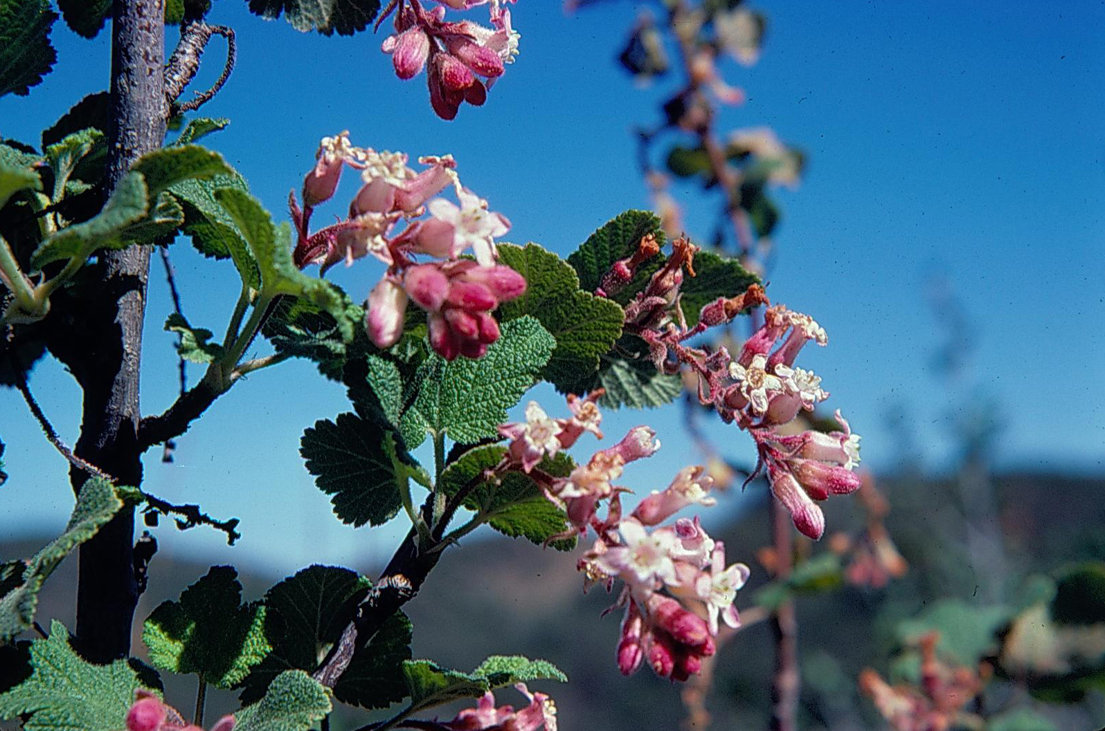 Ribes malvaceum var. viridifolium