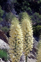 Yucca whipplei ssp. whipplei