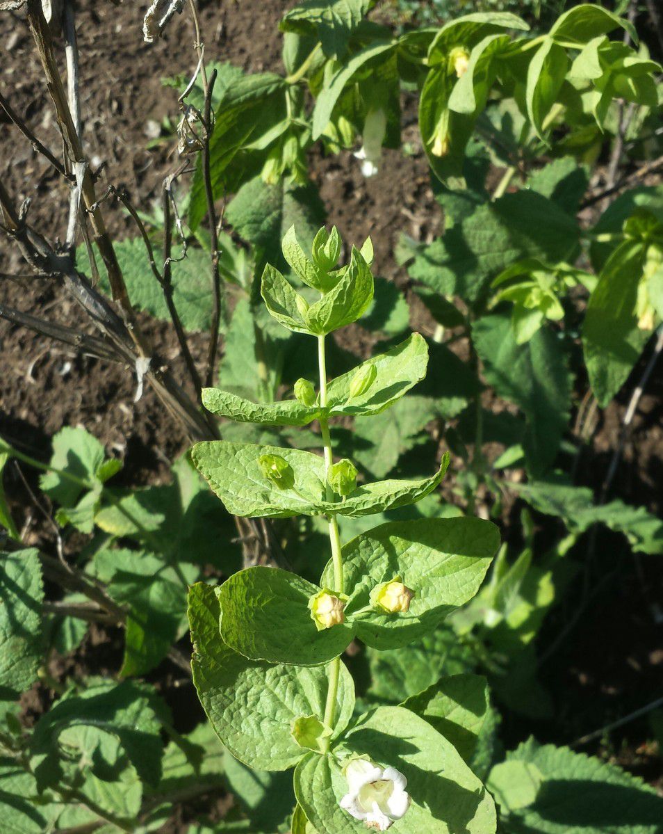 Lepechinia rossii