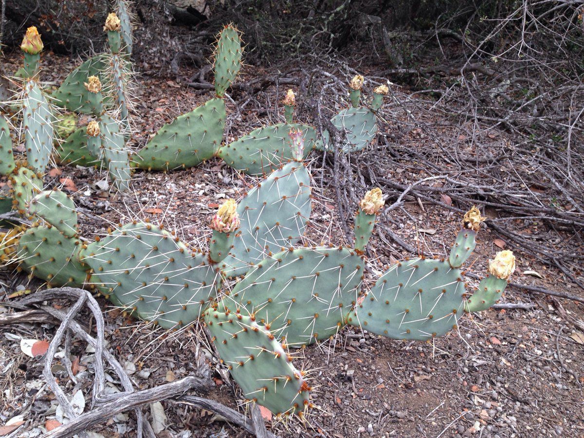 Opuntia phaeacantha