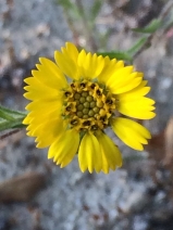 Deinandra corymbosa ssp. corymbosa
