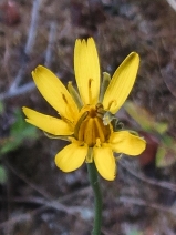 Hypochaeris radicata