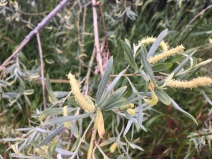 Salix hindsiana var. leucodendroides