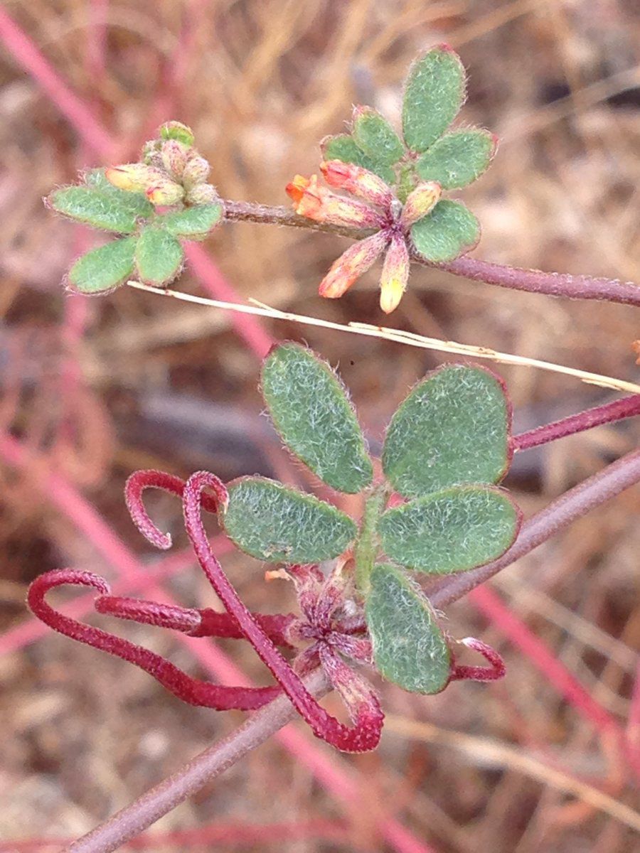 Acmispon micranthus