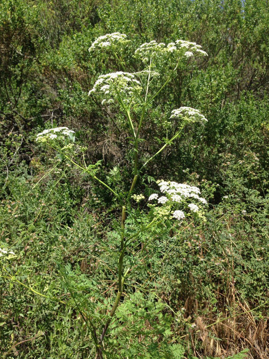 Conium maculatum