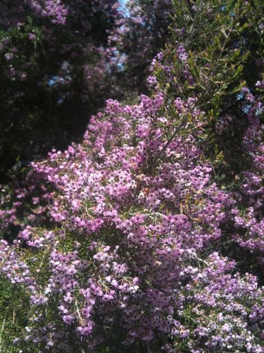 Erica canaliculata