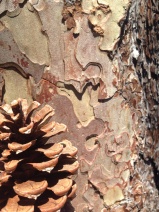 Pinus ponderosa ssp. benthamiana
