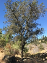 Quercus wislizenii var. wislizenii