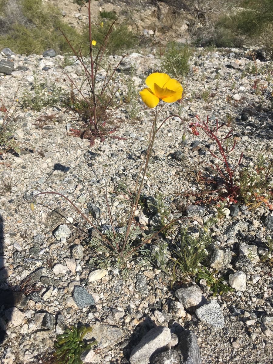 Eschscholzia androuxii