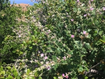 Malacothamnus fasciculatus ssp. catalinensis