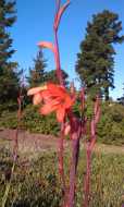 Watsonia meriana